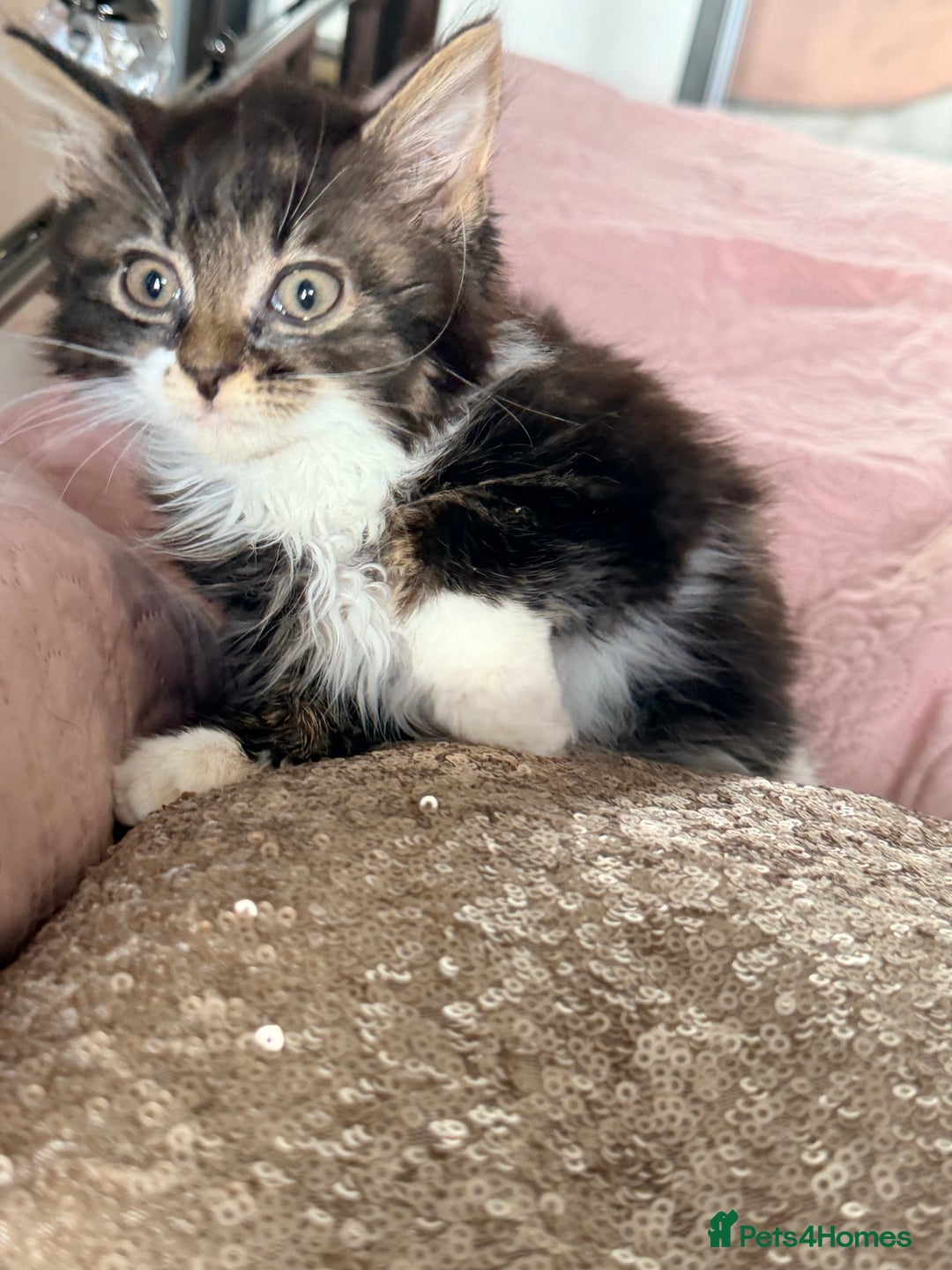 British Shorthair cats for sale: Purr-fect  **  Kittens Ready for new home - Advert 28