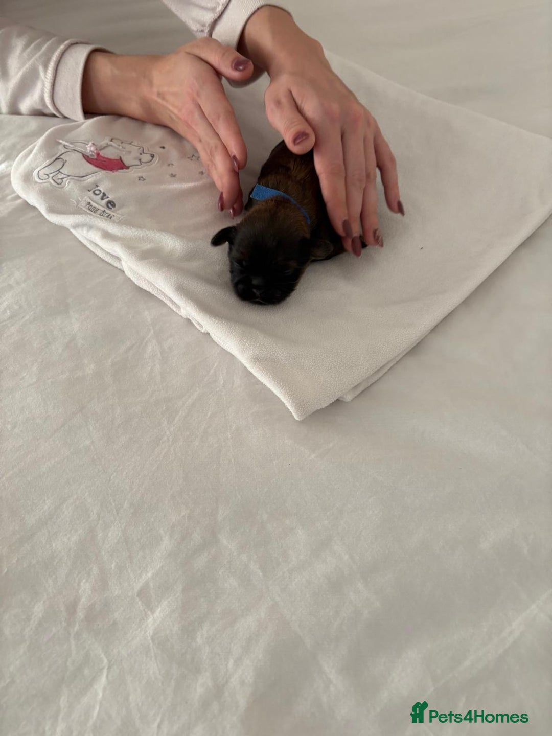 Shih Tzu dogs for sale: KC registered pure breed imperial shihtzu puppies  - Advert 27