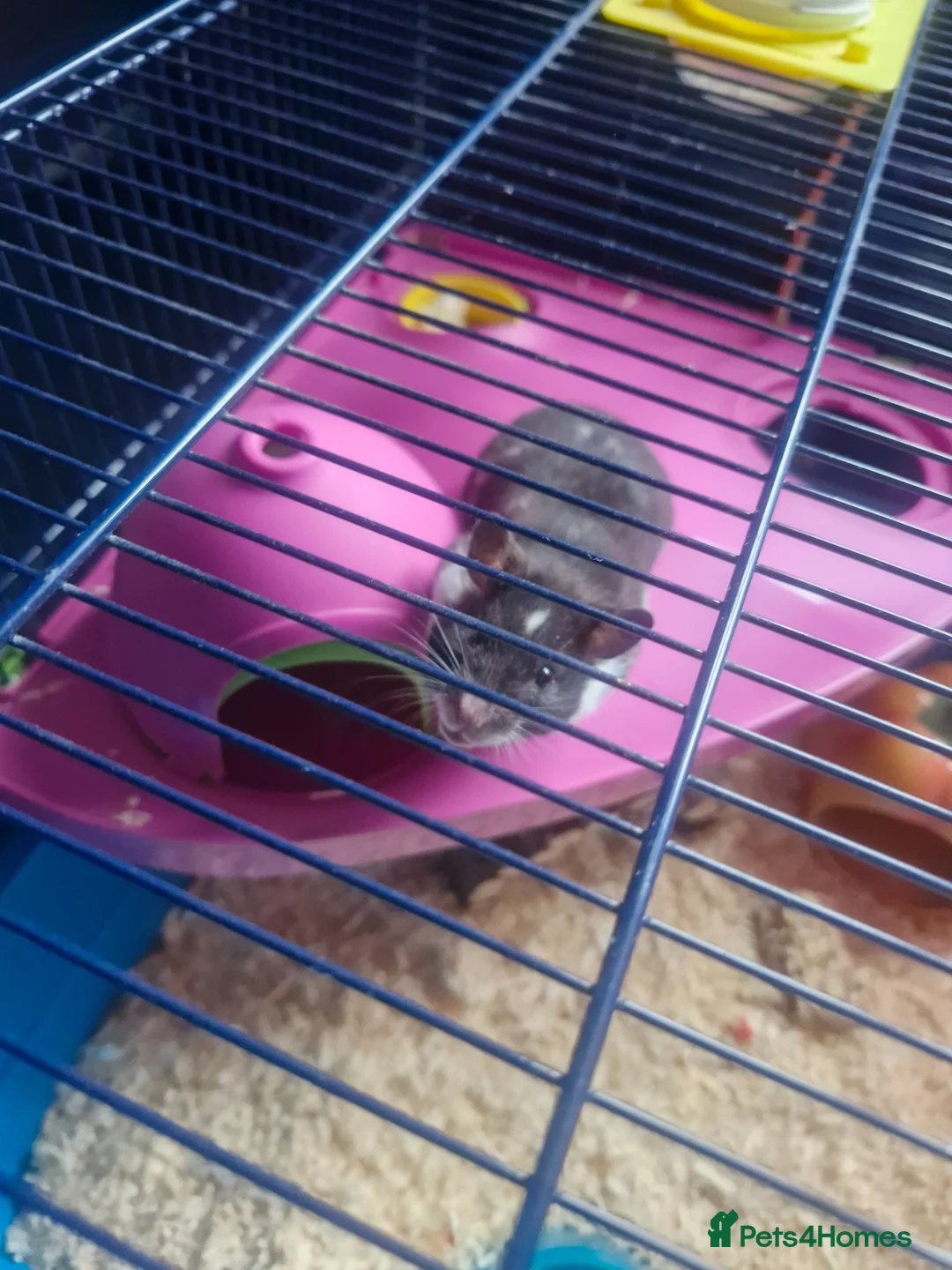 Hamster rodents for sale: Syrian Hamster and cage - Advert 1