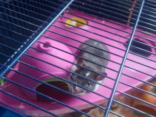 Hamster rodents Syrian Hamster and cage - Advert 2