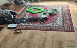 Ragcoon cats for sale: Maine coon X Ragdoll kitten - Image 20