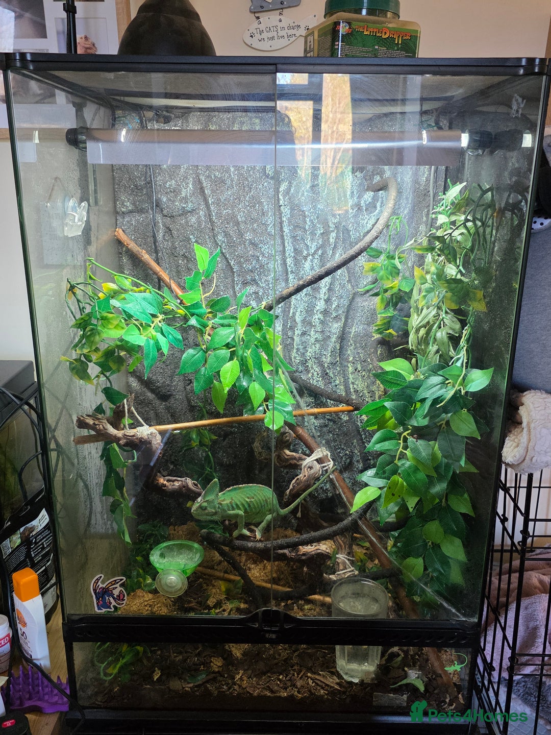 Chameleon reptiles for sale: Yemen and full setup - Advert 2