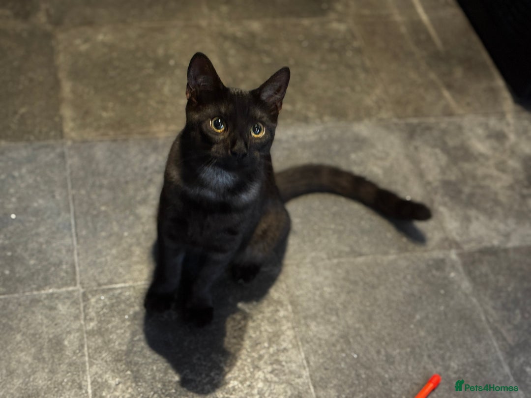 Egyptian Mau cats for sale: TICA reg Spotted EgyptianMau x Bengal LOWEST PRICE - Image 18