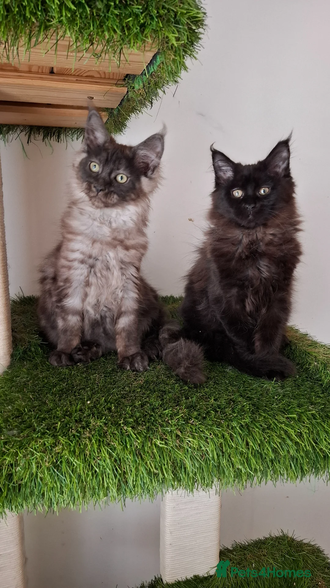 Maine Coon cats for sale: Black smoke & Black Maine Coon Kittens  - Advert 2