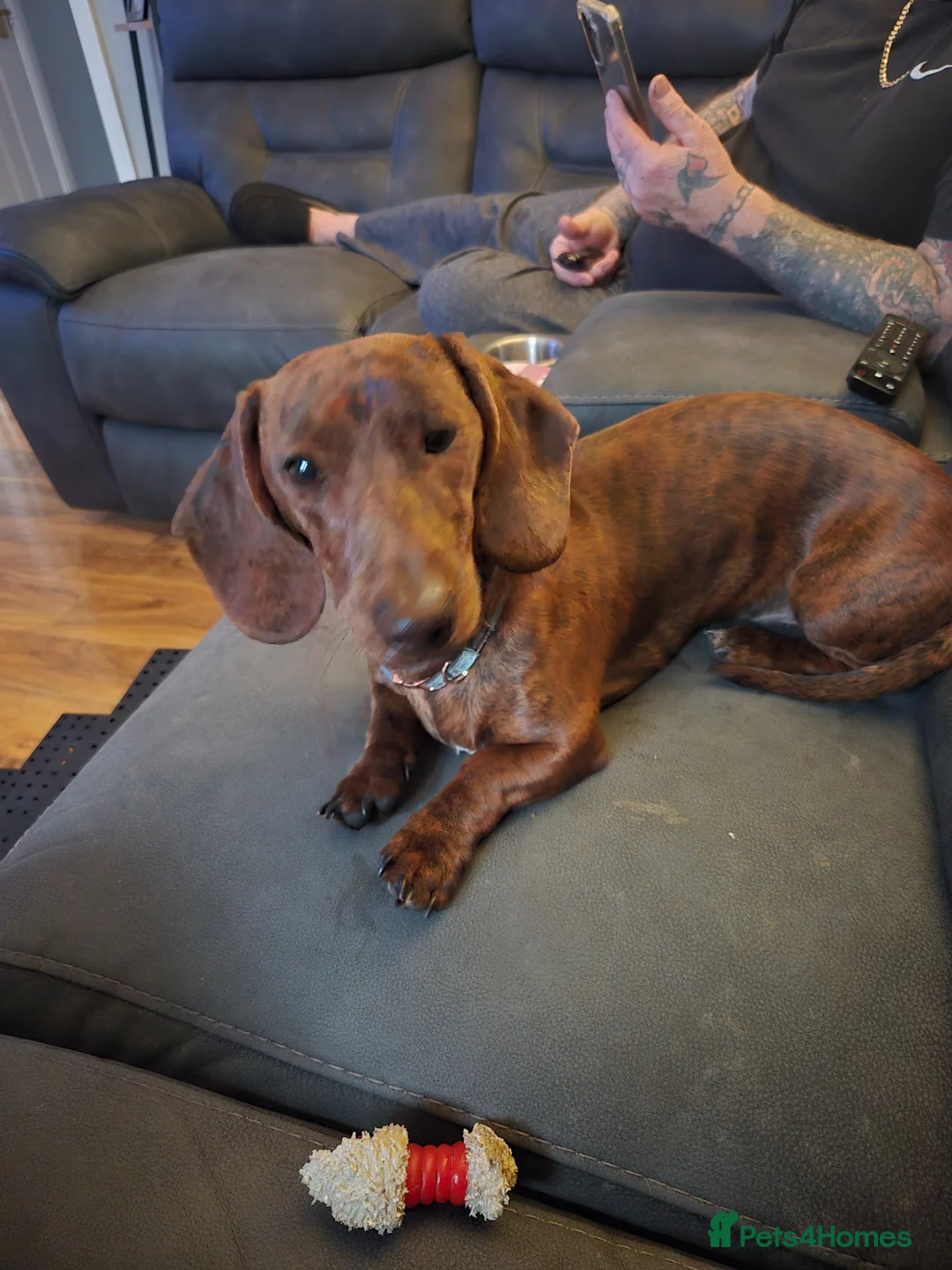 Dachshund dogs for sale: miniature dachshund / standard dachshund  in Norwich - Advert 2