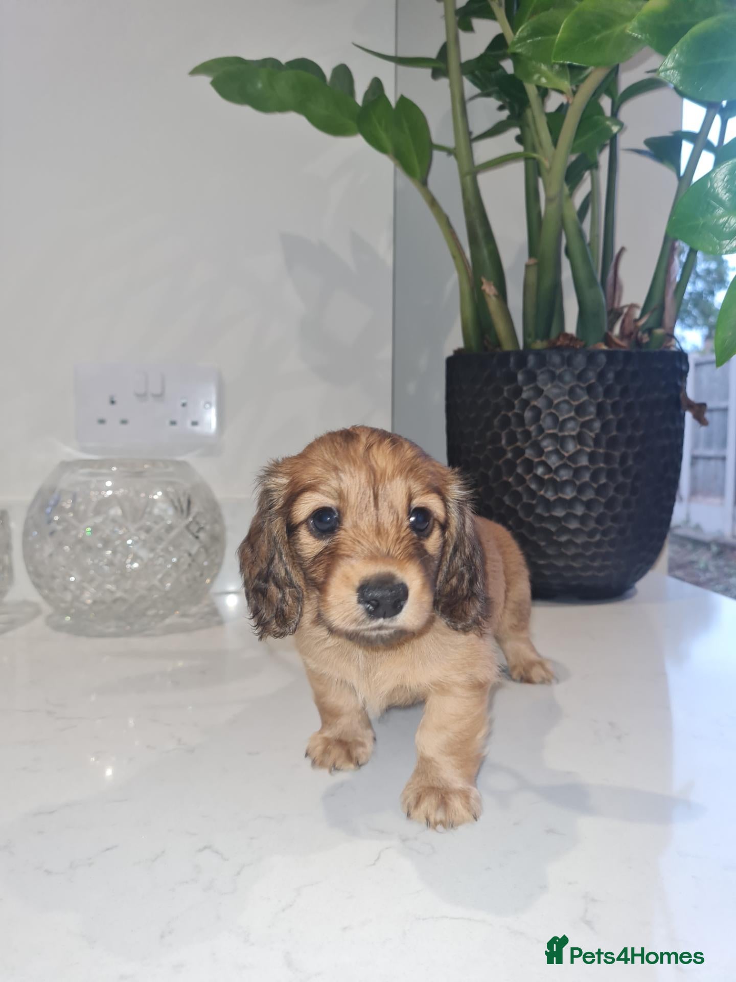 Dachshund dogs Pra clear,Last 3 beautiful LH Dachshund puppies💗 - Advert 5