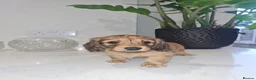 Dachshund dogs for sale: Pra clear,Last 3 beautiful LH Dachshund puppies💗 - Advert 8
