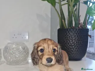 Dachshund dogs Pra clear,Last 3 beautiful LH Dachshund puppies💗 - Advert 1