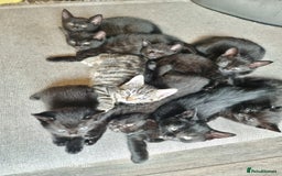 Mixed Breed cats for sale: Mixed breed kittens for sale - Image 2