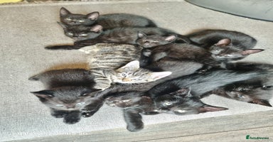 Mixed Breed cats - Advert 12