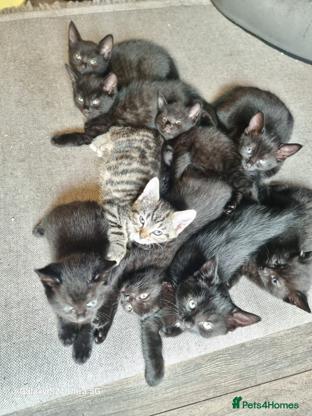 Mixed Breed cats for sale: Mixed breed kittens for sale - Image 2