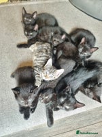 Mixed Breed cats - Advert 9