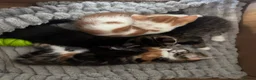 Mixed Breed cats for sale: 4 kittens looking for their forever home - Advert 26