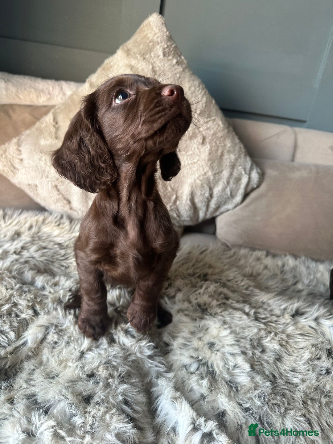 Cocker Spaniel dogs for sale: Working cocker spaniel puppies - Advert 15