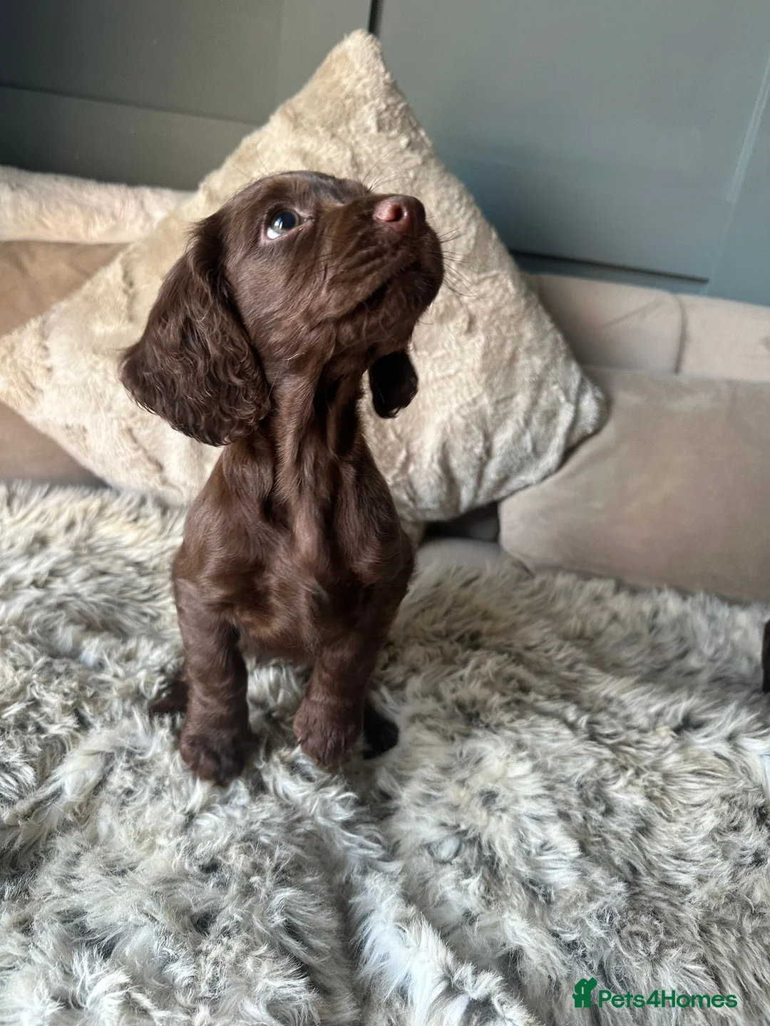 Cocker Spaniel dogs for sale: Working cocker spaniel puppies - Advert 15