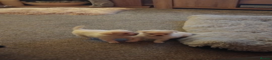Chihuahua Puppy 2