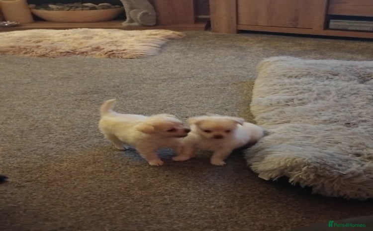 Chihuahua dogs - Advert 14
