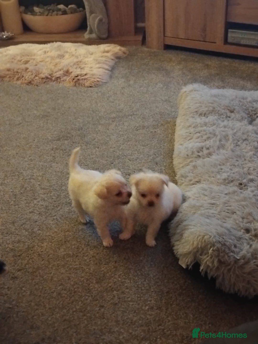 Chihuahua dogs for sale: Cute Chihuahua  - Image 1