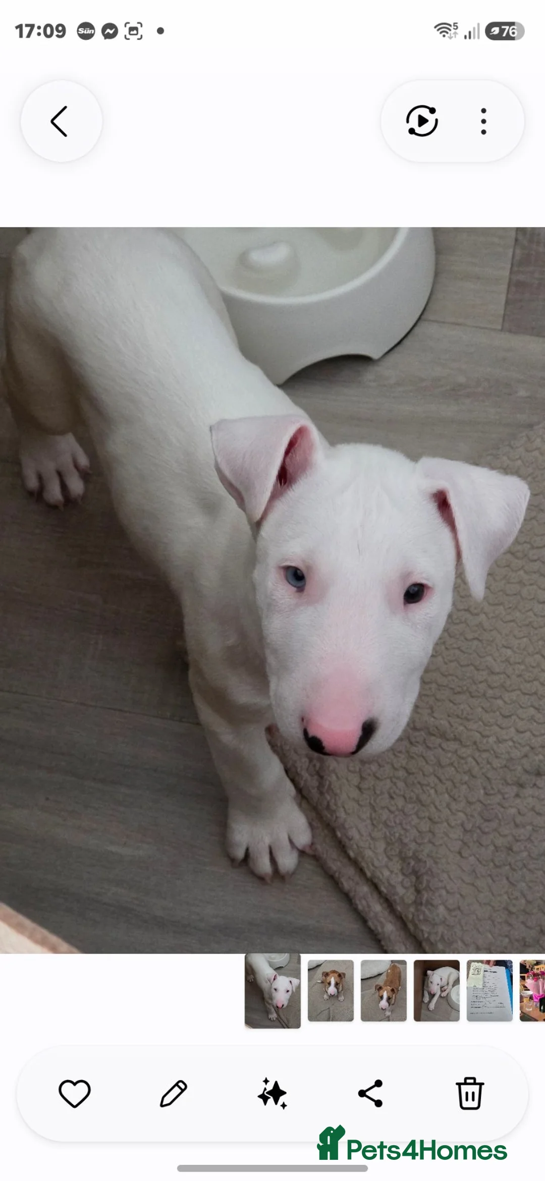 English Bull Terrier dogs for sale: Chunky Bullie boy - Advert 6