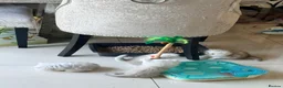 Persian cats for sale: Confidence silver tipped Persian kittens - Advert 10
