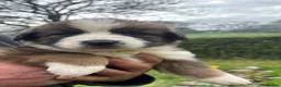 Saint Bernard dogs for sale: Stunning Saint Bernese puppies for sale  - Advert 9