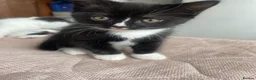 Domestic Shorthair cats for sale: Kittens up for sale  - Advert 4