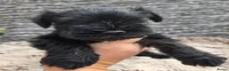 Miniature Schnauzer dogs for sale: Beautiful Miniature Schnauzers - Advert 19