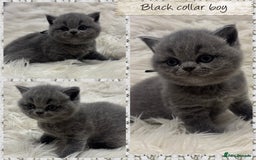British Shorthair cats for sale: 🩶Adorable & chunky GCCF Bsh kittens🩶 - Image 3