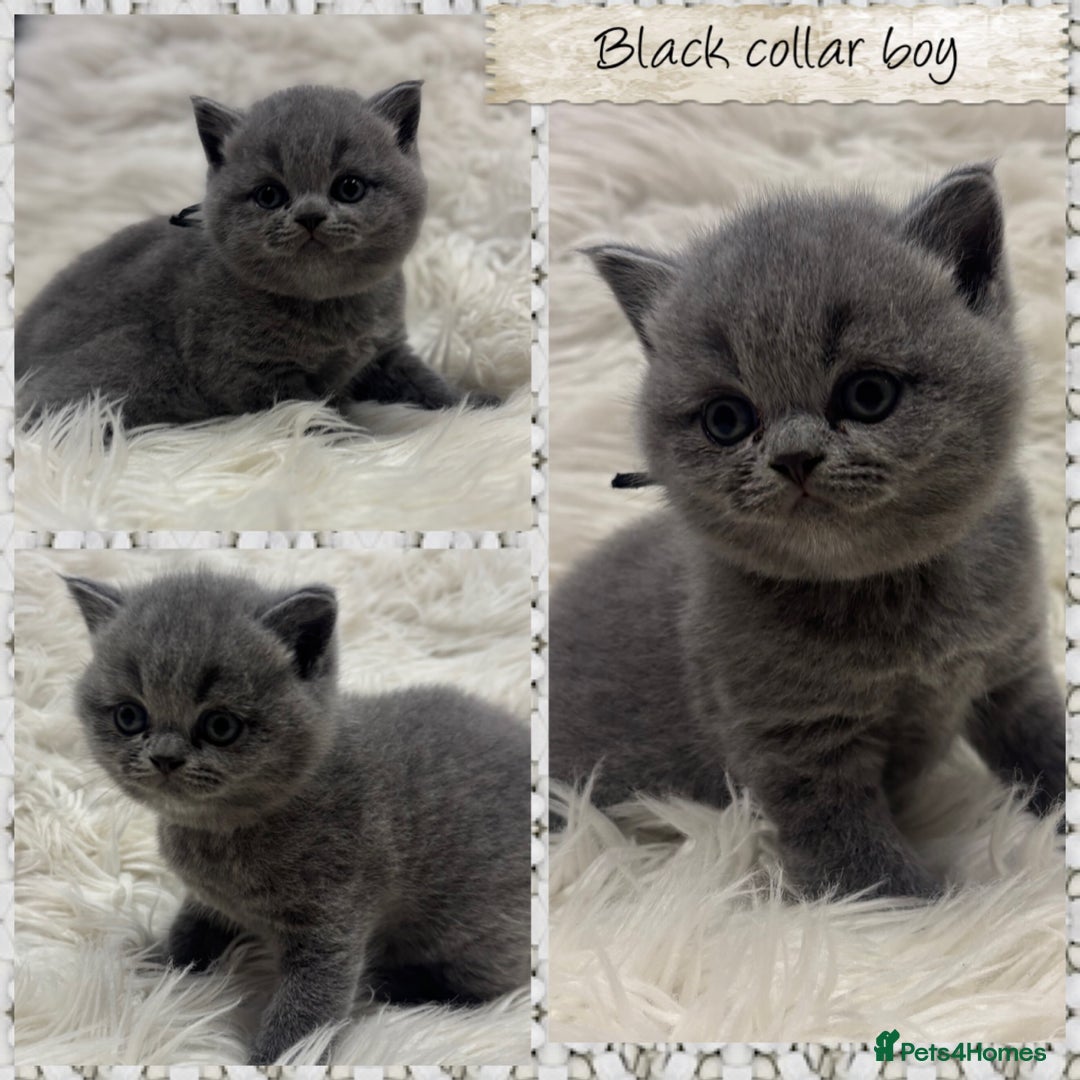British Shorthair cats for sale: 🩶Adorable & chunky GCCF Bsh kittens🩶 - Image 3