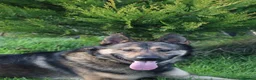 German Shepherd dogs for sale: Trained family gsd male - Advert 8