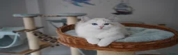 Ragdoll cats for sale: TICA registered seal lynx bicolor boy  - Advert 9