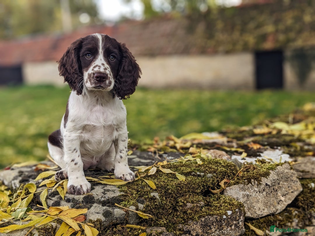 Cocker Spaniel dogs for sale: Beautiful Cocker Spaniel Puppy - Image 5