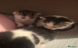 Mixed Breed cats for sale: Gorgeous kittens for sale  - Image 3