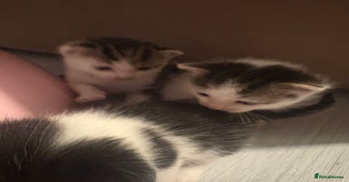 Mixed Breed cats - Advert 6