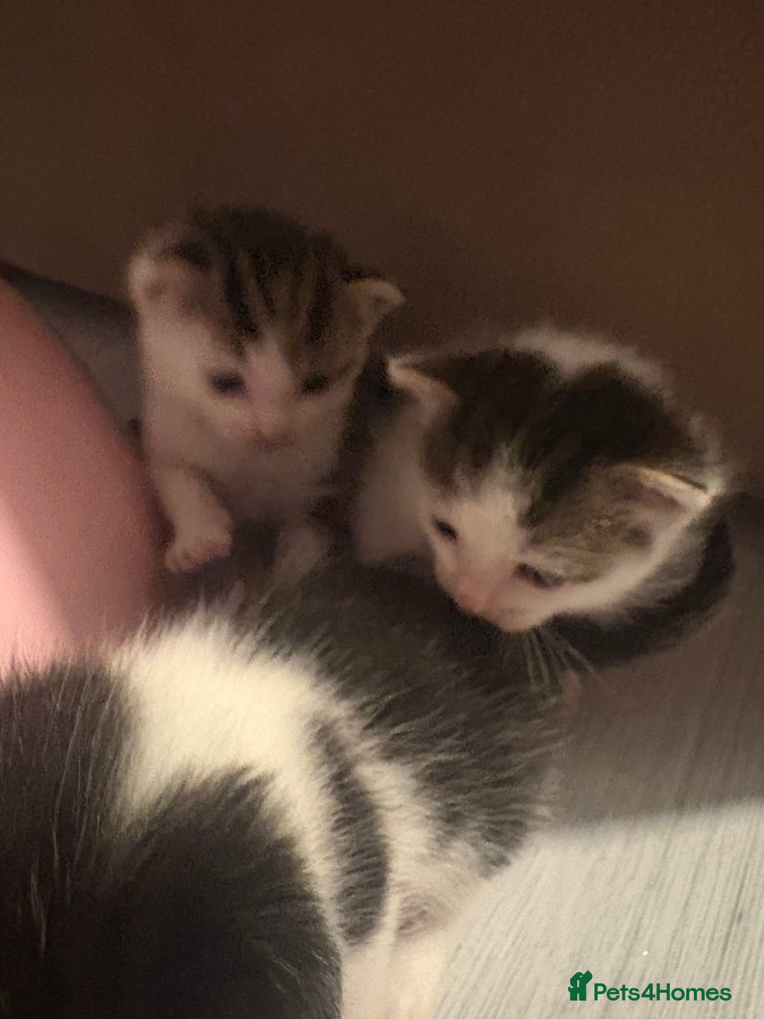 Mixed Breed cats for sale: Gorgeous kittens for sale  - Image 3