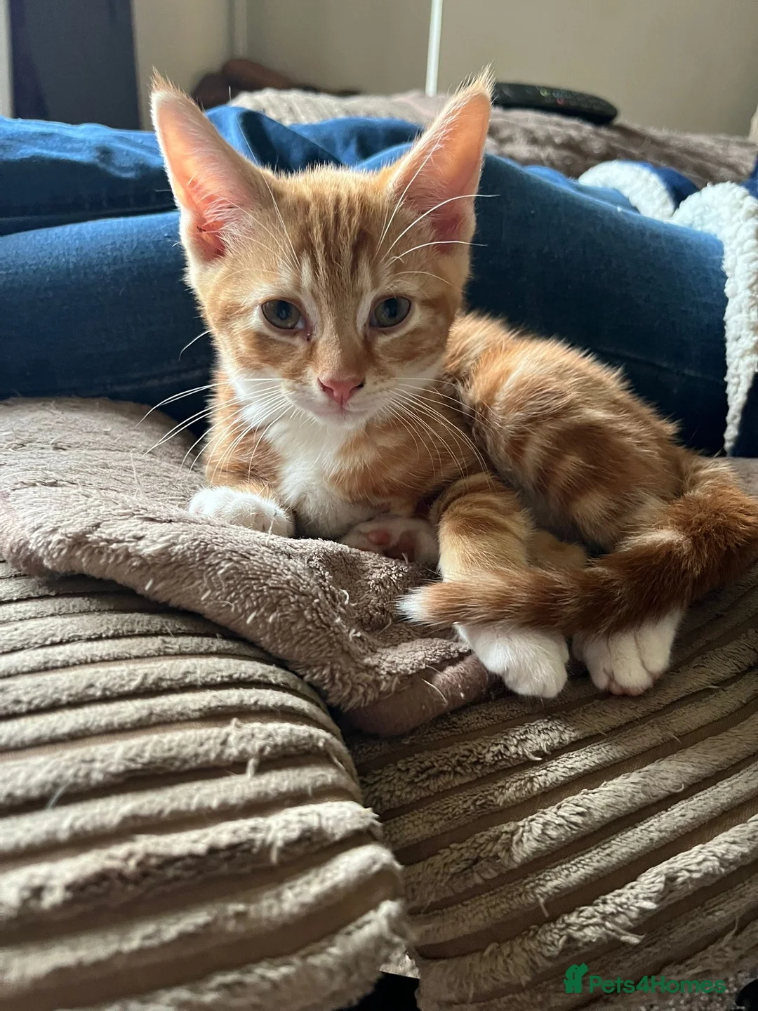 Mixed Breed cats for sale: Cute kittens in Crowborough - Advert 10