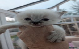 Ragdoll cats for sale: Ragdolls - Image 7