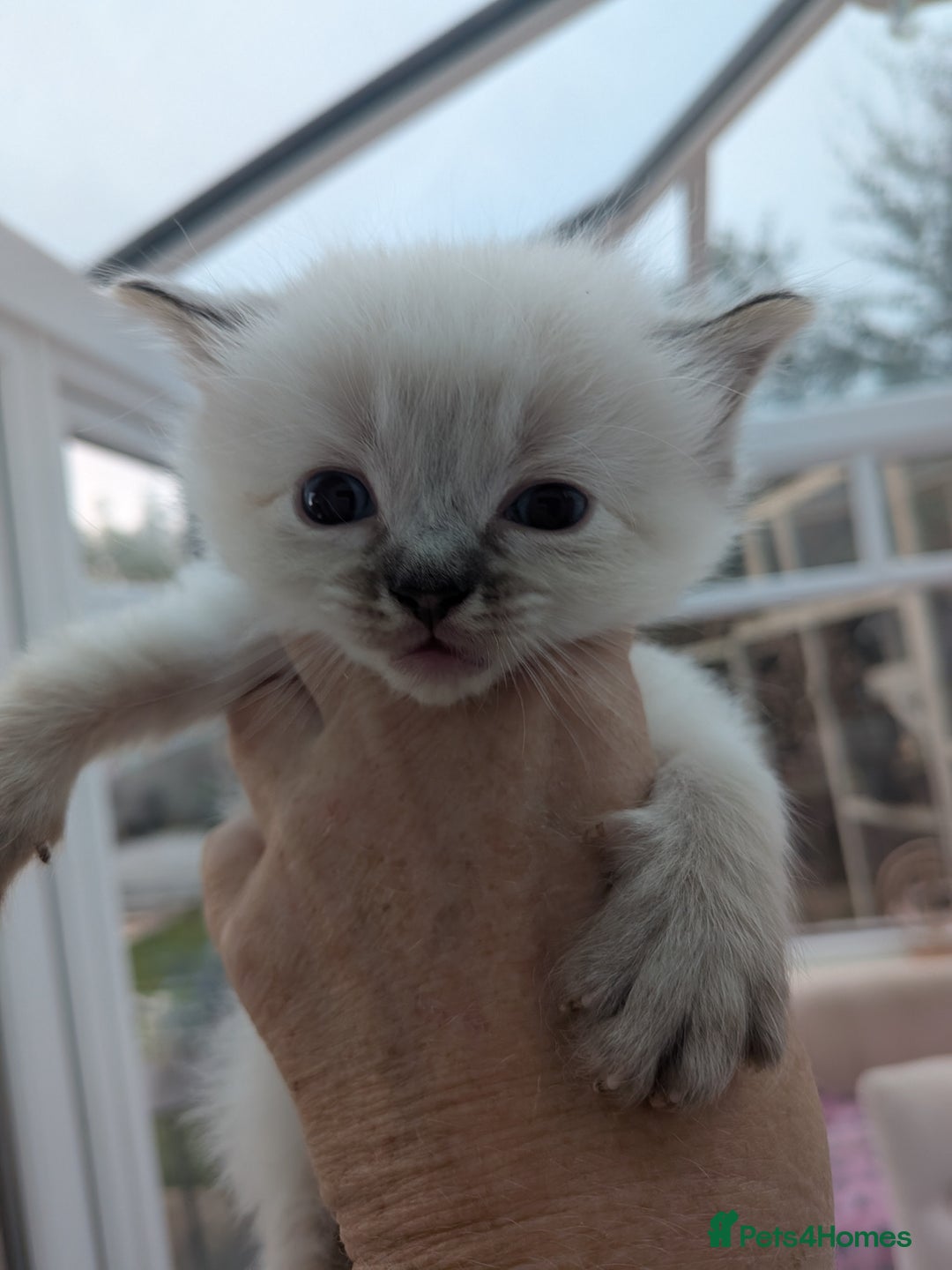 Ragdoll cats for sale: Ragdolls - Image 7