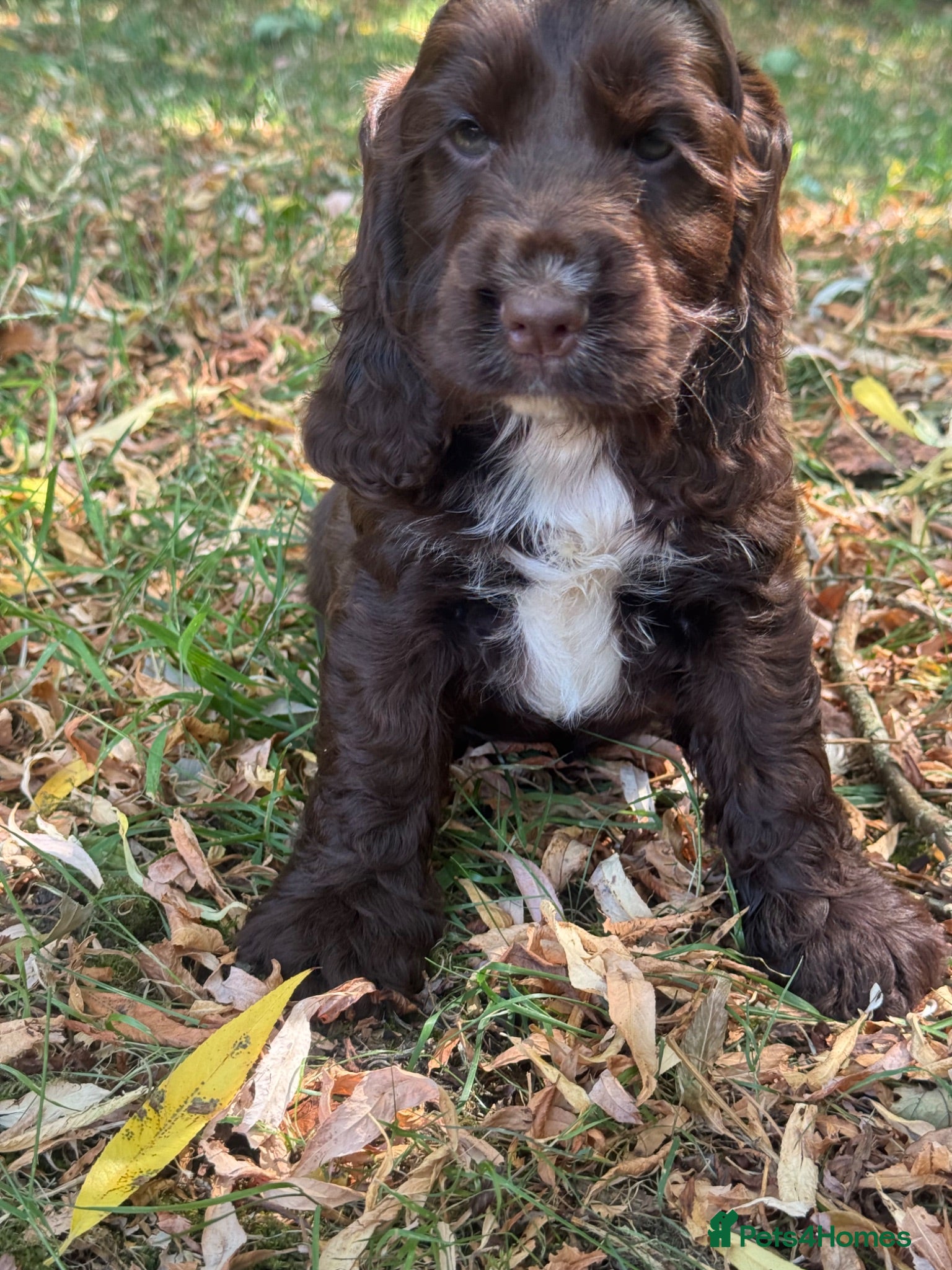 Cocker Spaniel dogs ❤️ 100% SHOWTYPE HEALTH TESTED COCKER SPANIEL ❤️ - Advert 1