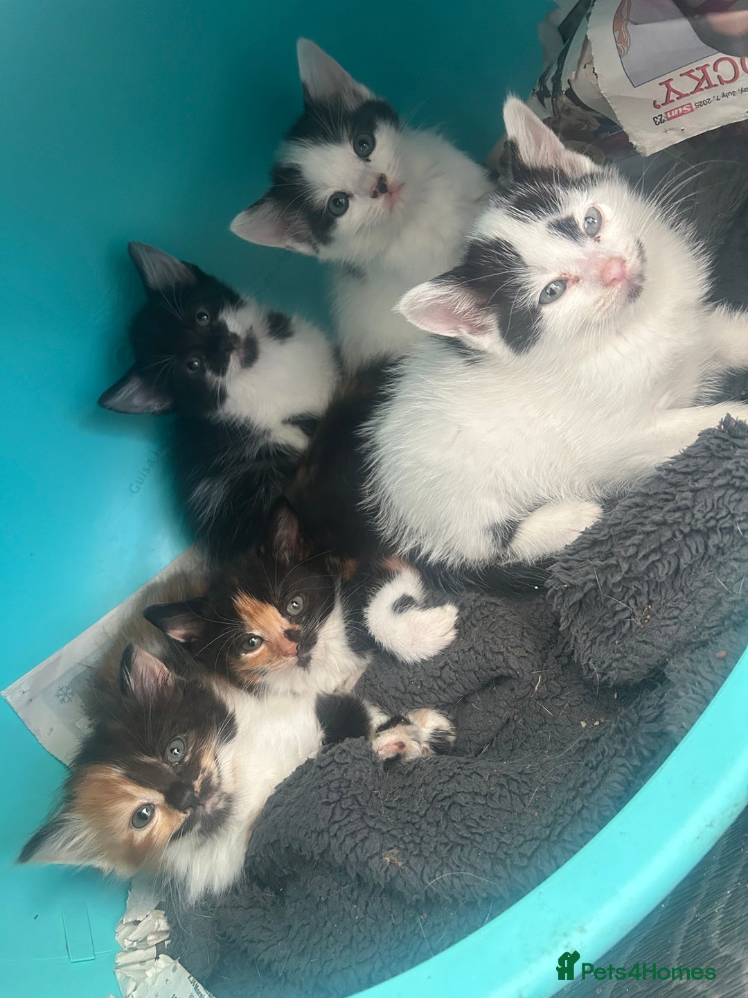 Domestic Shorthair cats for sale: Kittens ready now!  - Image 1