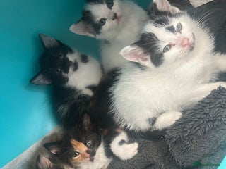 Domestic Shorthair cats - Advert 16