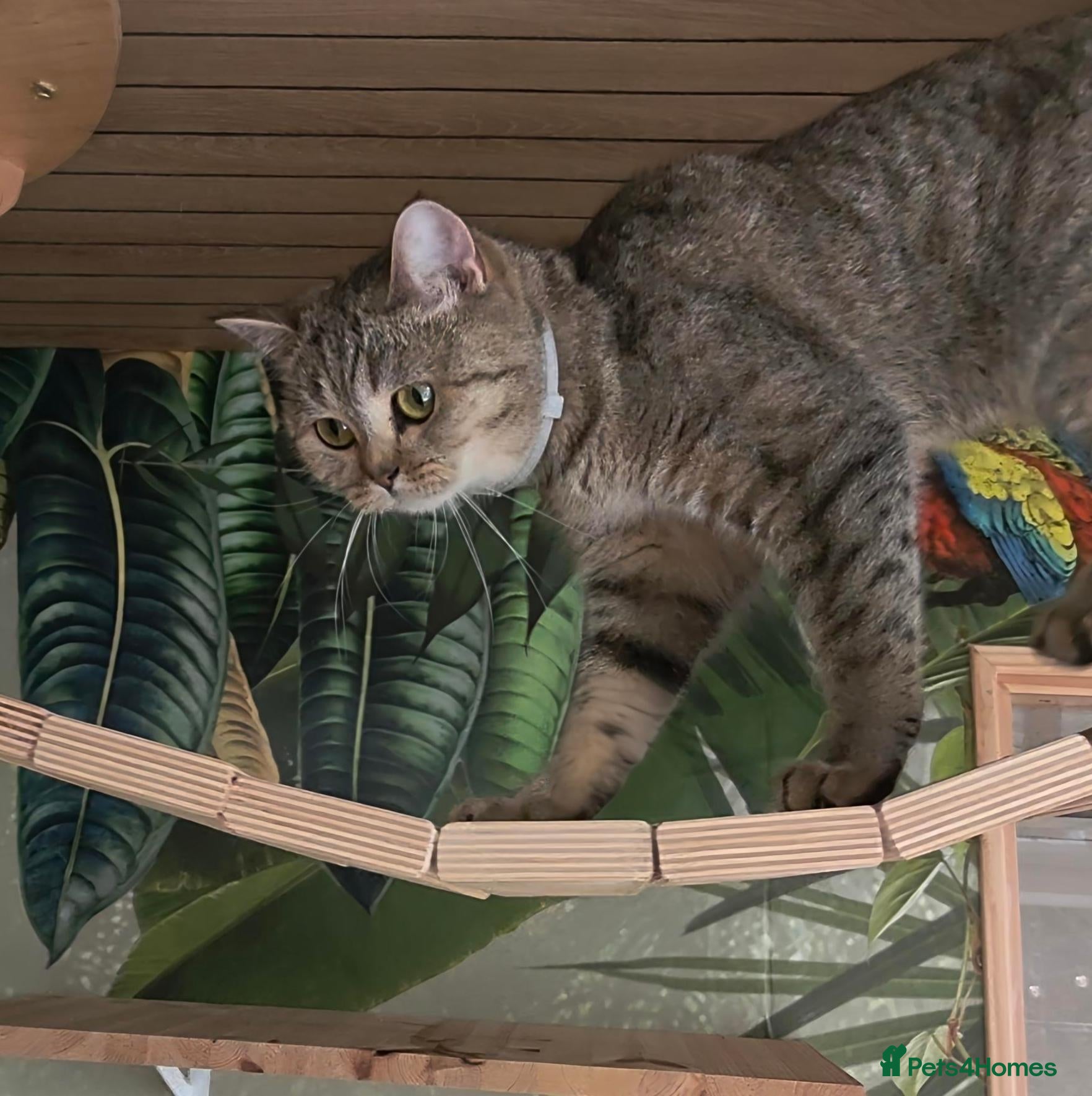 British Shorthair cats Beautiful BSH female, GCCF Active - Advert 2