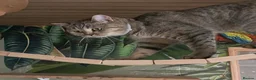 British Shorthair cats for sale: Beautiful BSH female, GCCF Active - Advert 4