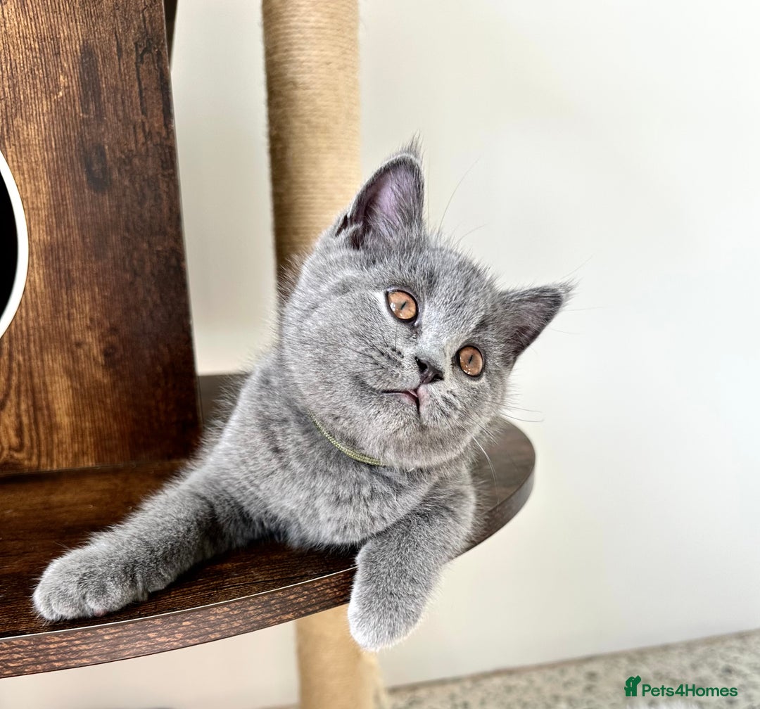 British Shorthair cats for sale: British short hair boy - Image 8