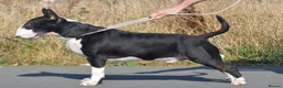 English Bull Terrier dogs for sale: 8 QUALITY BISONBULLIE BABIES  in Slough - Advert 30