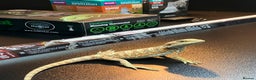 Bearded Dragon reptiles for sale: Bearded Dragon + New Vivarium Setup kit - Advert 6