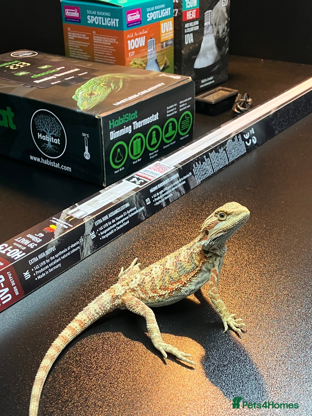 Bearded Dragon reptiles for sale: Bearded Dragon + New Vivarium Setup kit - Advert 6