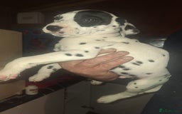 Dalmatian dogs for sale: Dalmatian pups - Image 2