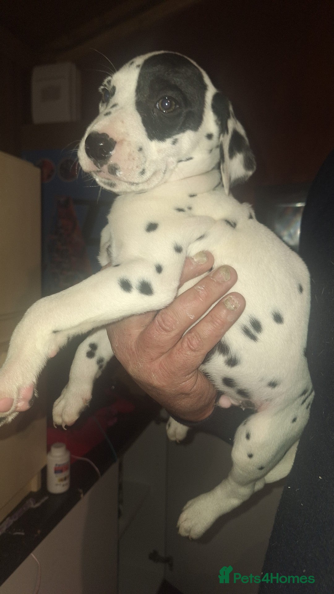 Dalmatian dogs for sale: Dalmatian pups - Image 2