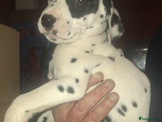 Dalmatian dogs Dalmatian pups - Advert 18